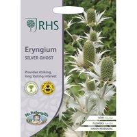 RHS Eryngium Sliver Ghost
RHS Eryngium Sliver Ghost