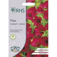 RHS Flax Scarlet - Linum
RHS Flax Scarlet - Linum