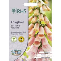 RHS Foxglove Suttons Apricot
RHS Foxglove Suttons Apricot