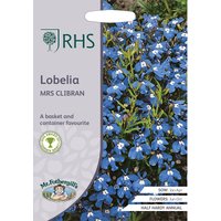 RHS Lobelia Mrs Clibran
RHS Lobelia Mrs Clibran