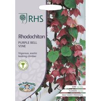 RHS Rhodochiton Purple Bell Vine
RHS Rhodochiton Purple Bell Vine