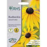 RHS Rudbeckia Goldsturm
RHS Rudbeckia Goldsturm