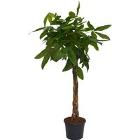 Pachira Aquatica 29cm
Pachira Aquatica 29cm