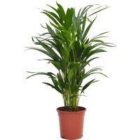 Areca Palm Dypsis lutescens (Butterfly or Golden Palm) in 17cm Pot
Areca Palm Dypsis lutescens (Butterfly or Golden Palm) in 17cm Pot