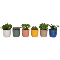 Succulent In Cella Pot 13cm
Succulent In Cella Pot 13cm