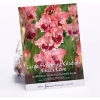 Large Flowering Gladioli That’s Love
Large Flowering Gladioli That’s Love