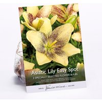 Asiatic Lily Easy Spot
Asiatic Lily Easy Spot