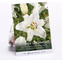Oriental Lily Siberia
Oriental Lily Siberia