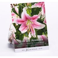 Tree Lily Anastasia
Tree Lily Anastasia