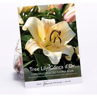 Tree Lily Conca d'Or
Tree Lily Conca d'Or