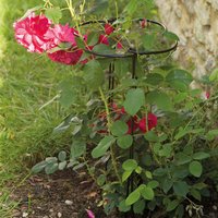 Grohoops 30cm With 55cm Legs - 2 Pack
Grohoops 30cm With 55cm Legs - 2 Pack