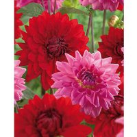 Dahlias Garden Wonder Rosella
Dahlias Garden Wonder Rosella