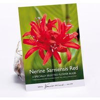 Nerine Sarniensis Red
Nerine Sarniensis Red