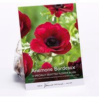 Anemone Bordeaux
Anemone Bordeaux