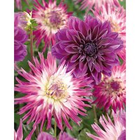 Dahlias Thomas Edison Veritable
Dahlias Thomas Edison Veritable