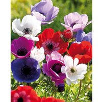 Anemones Coronaria De Caen
Anemones Coronaria De Caen