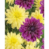 Dahlias Thomas Edison Munchen
Dahlias Thomas Edison Munchen