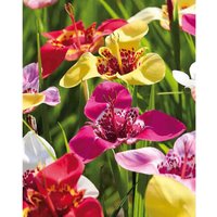 Tigridias Pavonia Mixed
Tigridias Pavonia Mixed