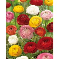 Ranunculus Mixed
Ranunculus Mixed