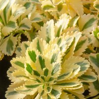 Sedum Atlantis 1L
Sedum Atlantis 1L