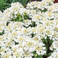 Iberis Masterpiece 1L
Iberis Masterpiece 1L