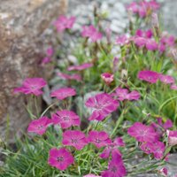 Dianthus Alpine Collection 1L
Dianthus Alpine Collection 1L