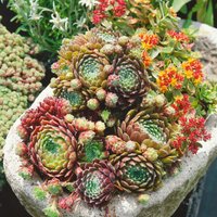 Sempervivum Chick Charms 1L
Sempervivum Chick Charms 1L