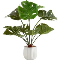 House Beautiful Cheese Plant in Ceramic Pot
House Beautiful Cheese Plant in Ceramic Pot