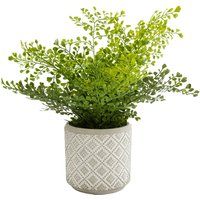 Boston Fern in Ceramic Pot
Boston Fern in Ceramic Pot