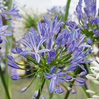 Agapanthus 7.5L
Agapanthus 7.5L