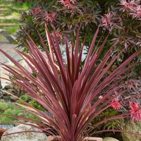 Cordyline Red Star 10L
Cordyline Red Star 10L