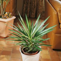 Yucca Jewel 10L
Yucca Jewel 10L