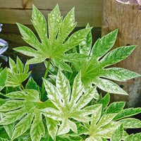 Fatsia Spider Web 10L
Fatsia Spider Web 10L