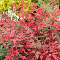 Nandina Obsessed 8L
Nandina Obsessed 8L
