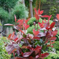 Photinia Compacta 10L
Photinia Compacta 10L