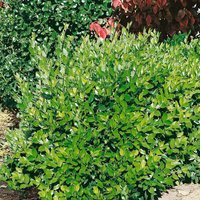 Ligustrum texanum Green 8L
Ligustrum texanum Green 8L