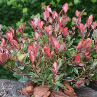 Photinia Little Red Robin 15L
Photinia Little Red Robin 15L