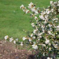 Osmanthus Burkwoodii 15L
Osmanthus Burkwoodii 15L