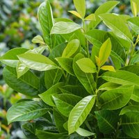 Prunus Rotundifolia 15L
Prunus Rotundifolia 15L