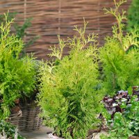 Cloud Cupressocyparis Gold Rider 18L
Cloud Cupressocyparis Gold Rider 18L