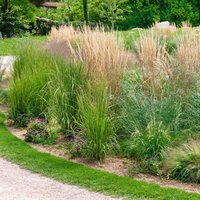 Grass Mix 1 19cm
Grass Mix 1 19cm