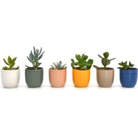 Succulent Mix In Eno Duo Pot 9.5cm
Succulent Mix In Eno Duo Pot 9.5cm