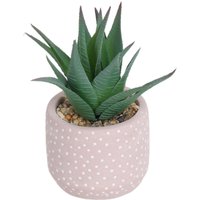 Small Succulent - Pink
Small Succulent - Pink