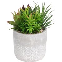 Mixed Succulent in Grey Pot
Mixed Succulent in Grey Pot