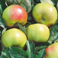 Bramley Apple 7.5L
Bramley Apple 7.5L