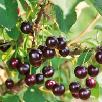 Cherry Morello 7.5L Fruit Plant
Cherry Morello 7.5L Fruit Plant