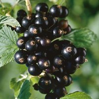 Blackcurrant OW 2L Fruit Plant
Blackcurrant OW 2L Fruit Plant