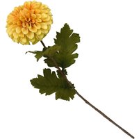 Dahlia - Ochre
Dahlia - Ochre