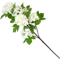 Viburnum - White
Viburnum - White