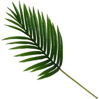 Mini Palm Leaf
Mini Palm Leaf